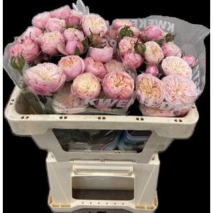 R Tr Royal Blush Opstal