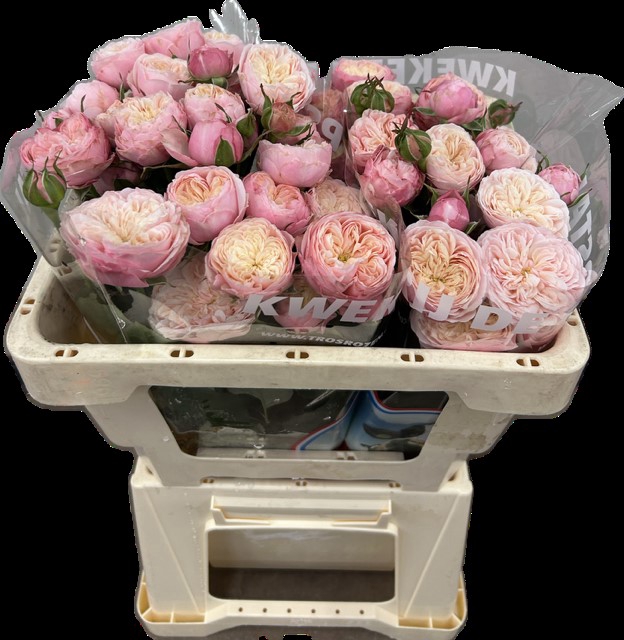 <h4>R Tr Royal Blush Opstal</h4>