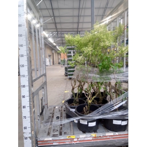 Syringa vulg. 'Primrose'