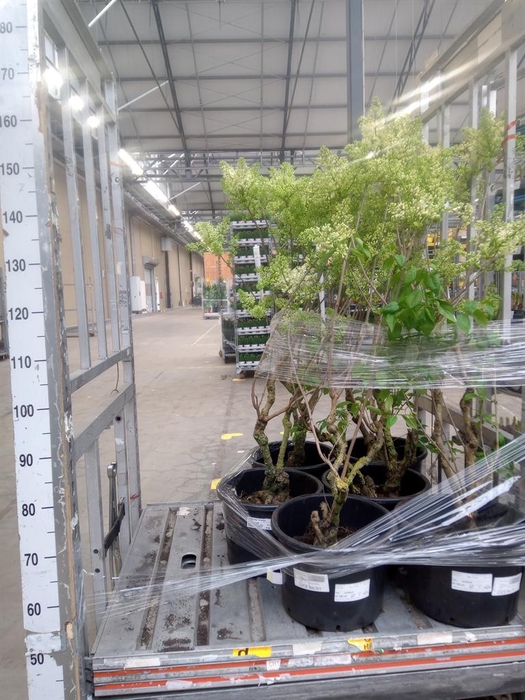 <h4>Syringa vulg. 'Primrose'</h4>