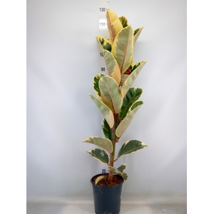 Ficus elastica 'Tineke'