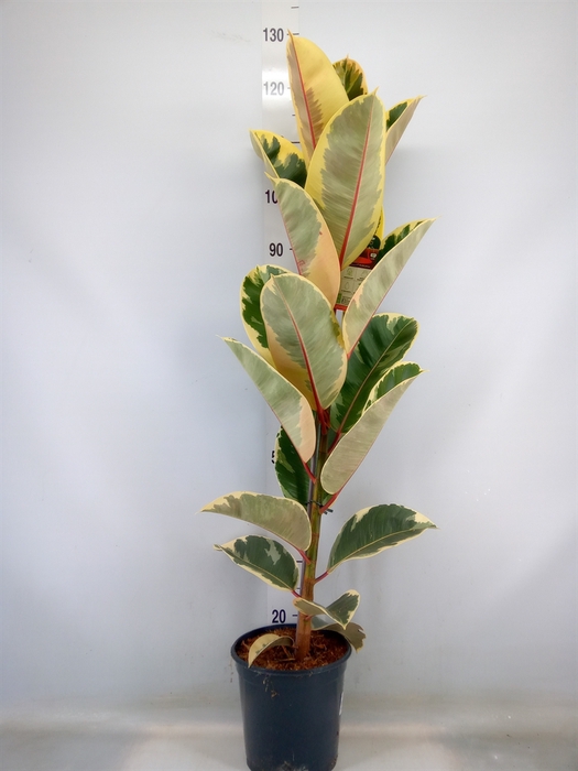 <h4>Ficus elastica 'Tineke'</h4>