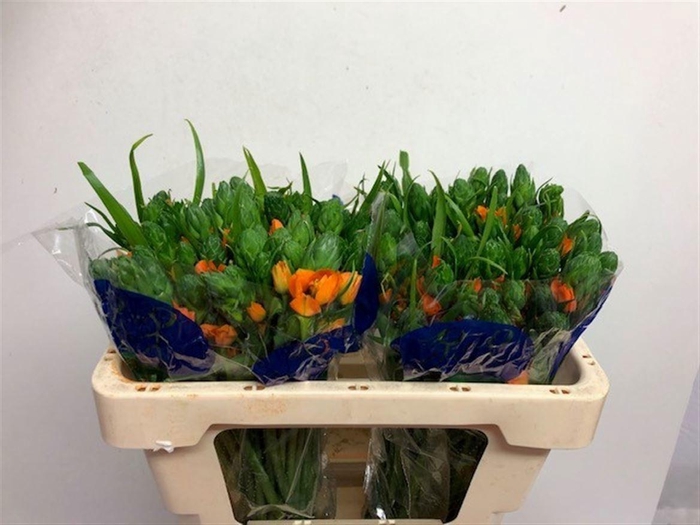 <h4>ORNIT DB SUNSHINE</h4>