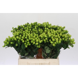 Hypericum Lucky Romance