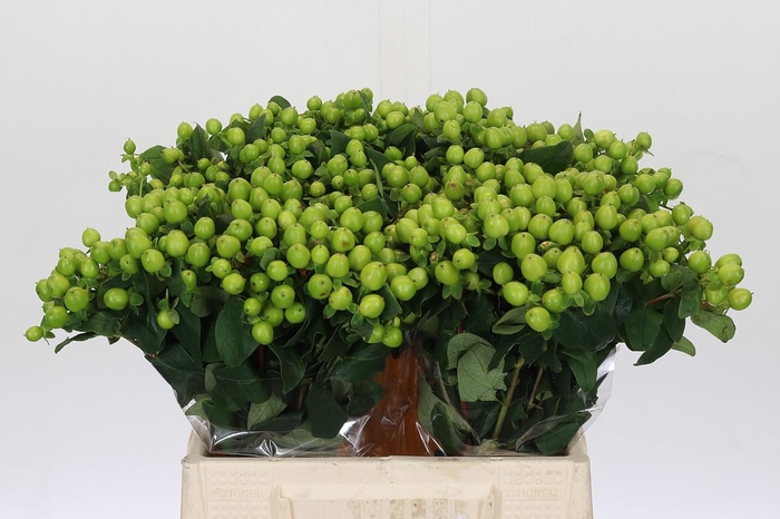 <h4>Hypericum Lucky Romance</h4>