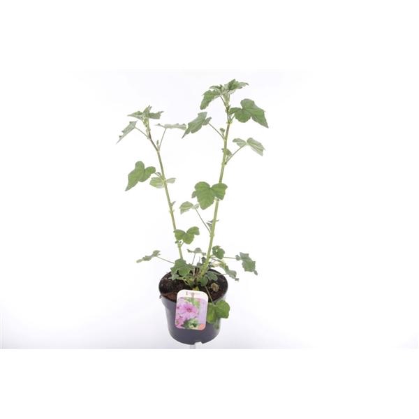 <h4>Lavatera overig</h4>