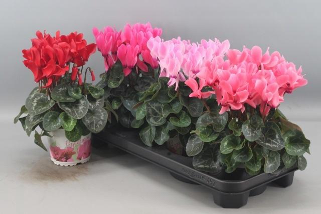 <h4>CYCL GR SUP XL</h4>