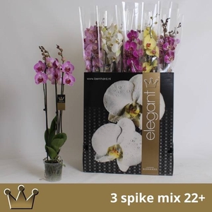 PHAL GEM 7 KL