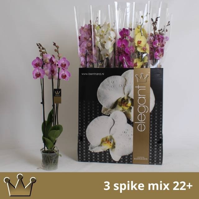 <h4>PHAL GEM 7 KL</h4>