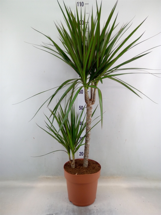 <h4>Dracaena marg.</h4>