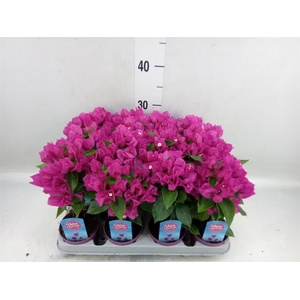 Bougainvillea  'Vera Dp Purple Imp'