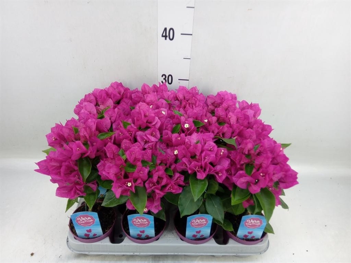 <h4>Bougainvillea  'Vera Dp Purple Imp'</h4>