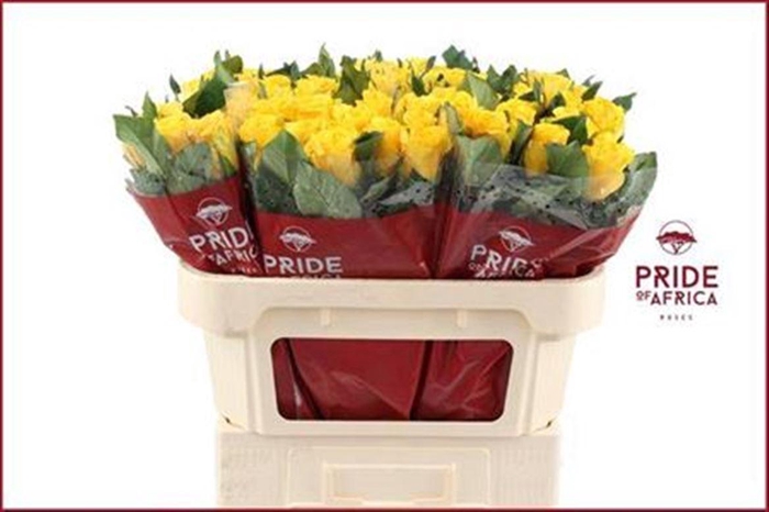 <h4>R Gr La Dorada</h4>