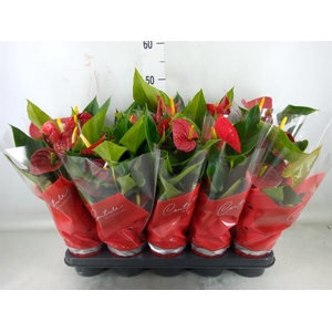Anthurium andr. 'Success Red'