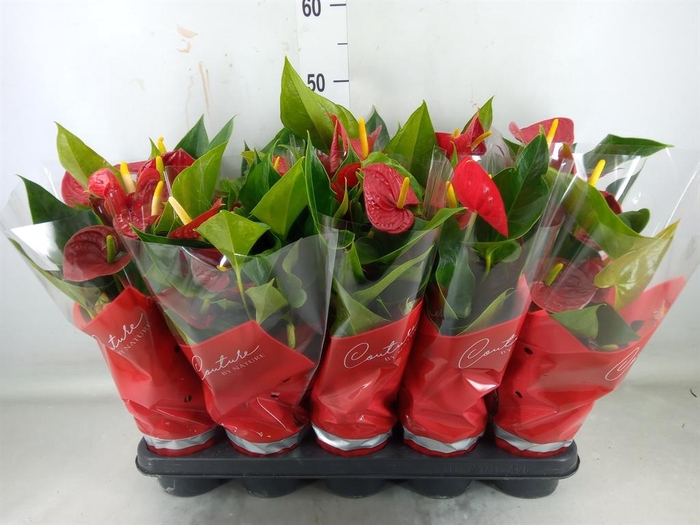 <h4>Anthurium andr. 'Success Red'</h4>