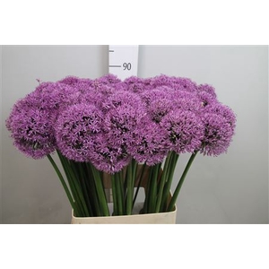 Allium Gladiator