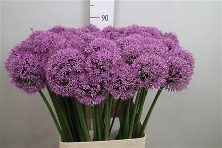 <h4>Allium Gladiator</h4>