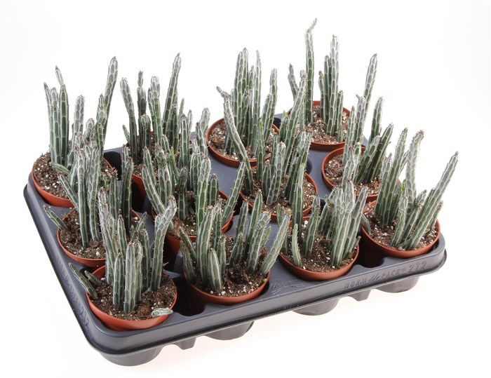 Senecio   ...