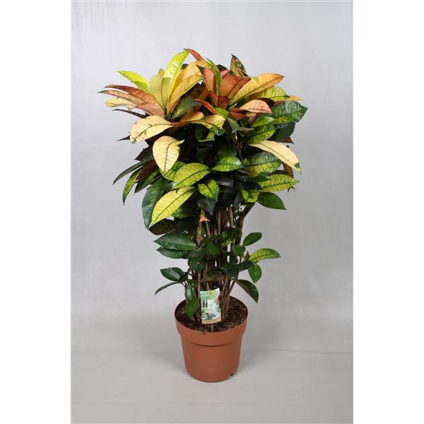 <h4>Codiaeum Mrs Iceton</h4>