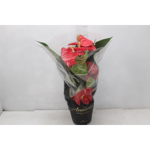 ANTHURIUM MICHIGAN P17 PREMIUM