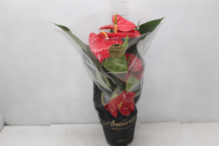 <h4>ANTHURIUM MICHIGAN P17 PREMIUM</h4>