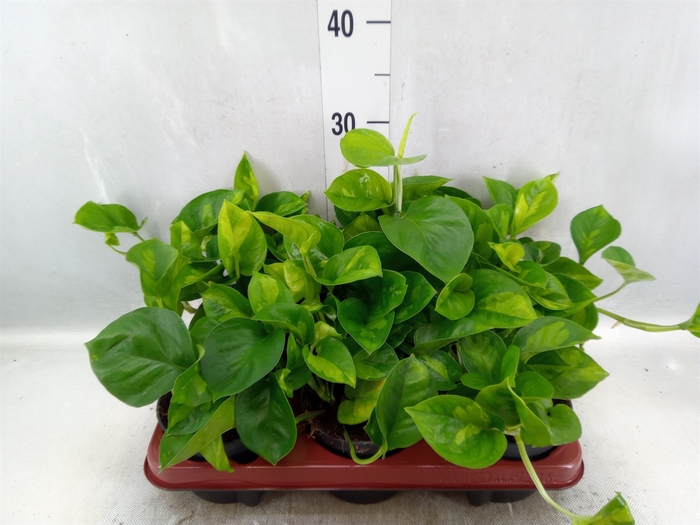 <h4>Epipremnum pinn. 'Global Green'</h4>