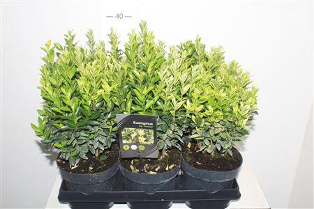 <h4>Euonymus Japonicus</h4>