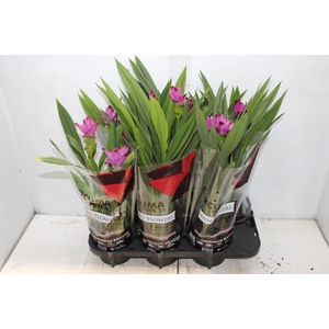CURCUMA SIAM SPLASH P15