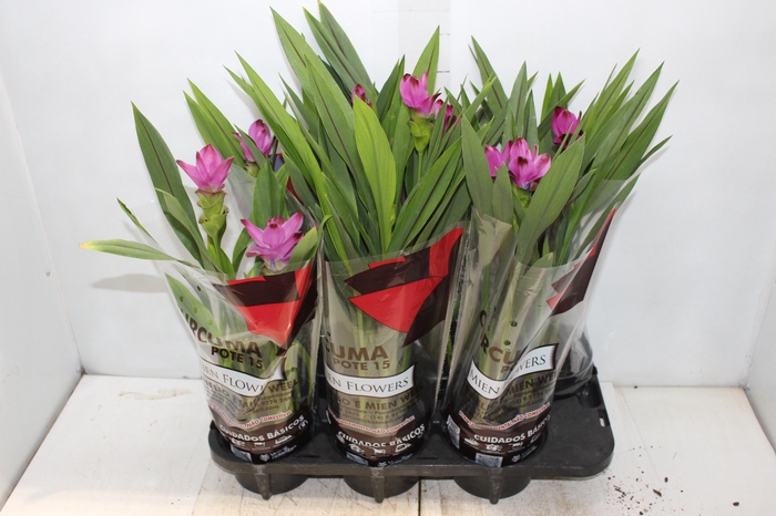 <h4>CURCUMA SIAM SPLASH P15</h4>