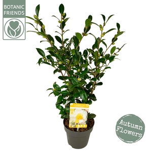 Camellia sas. 'White' Premium