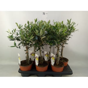 Olea europaea