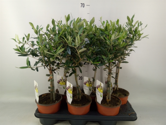 <h4>Olea europaea</h4>