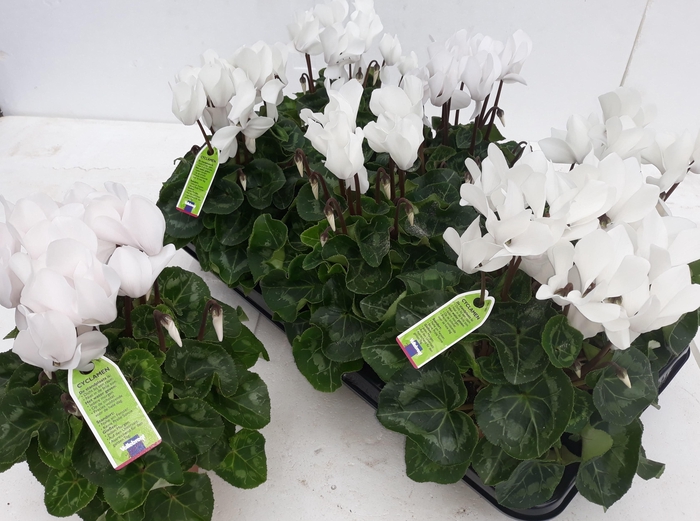 <h4>CYCL MD SUP ALLURE</h4>