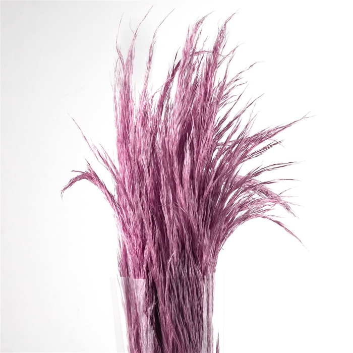 Pampas Preserved Serenity