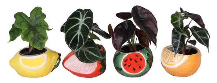 <h4>ALOCASIA MIX P6 L 66691</h4>