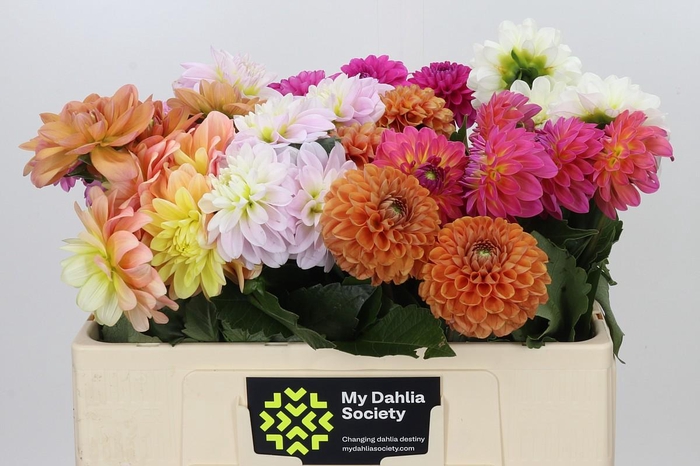 <h4>Dahlia Gemengd in fust</h4>