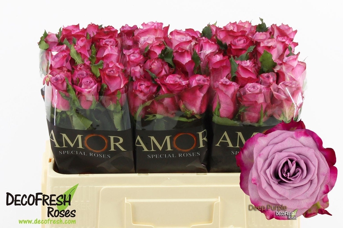 <h4>R Gr Deep Purple</h4>