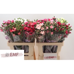 DI SOLOMIO GEM IN FUST