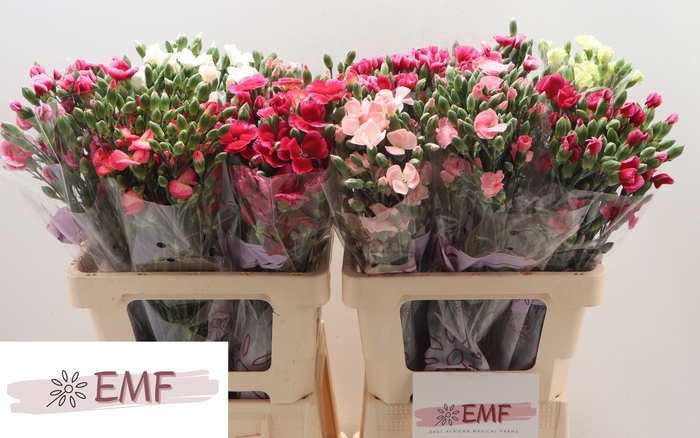 <h4>DI SOLOMIO GEM IN FUST</h4>