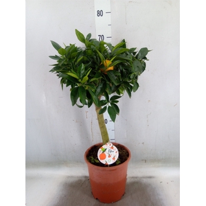 Citrus reticulata 'Clementine'