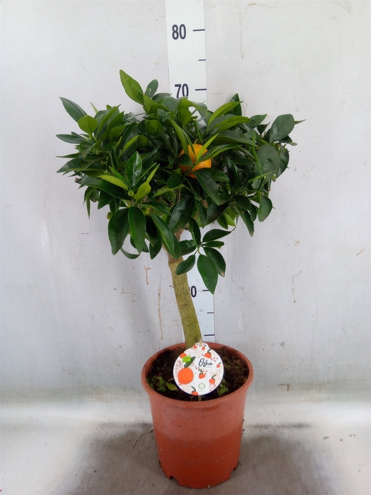 <h4>Citrus reticulata 'Clementine'</h4>