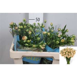 Ran Butterfly Hestia