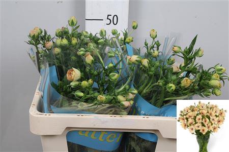 <h4>Ran Butterfly Hestia</h4>