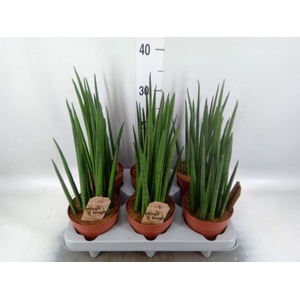 Sansevieria bacularis