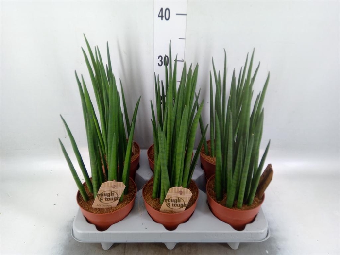 <h4>Sansevieria bacularis</h4>