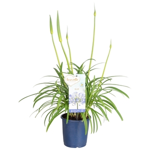Agapanthus Amourette Superb Blue, 4+ tak