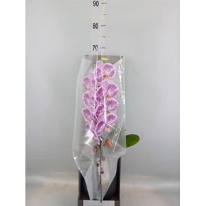 Phalaenopsis   ...lilac