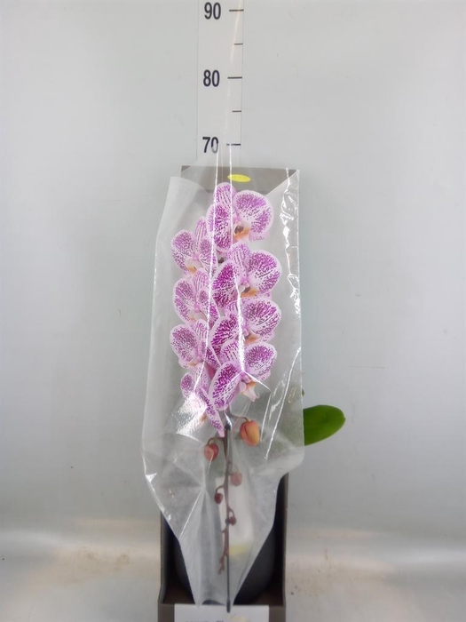 <h4>Phalaenopsis   ...lilac</h4>