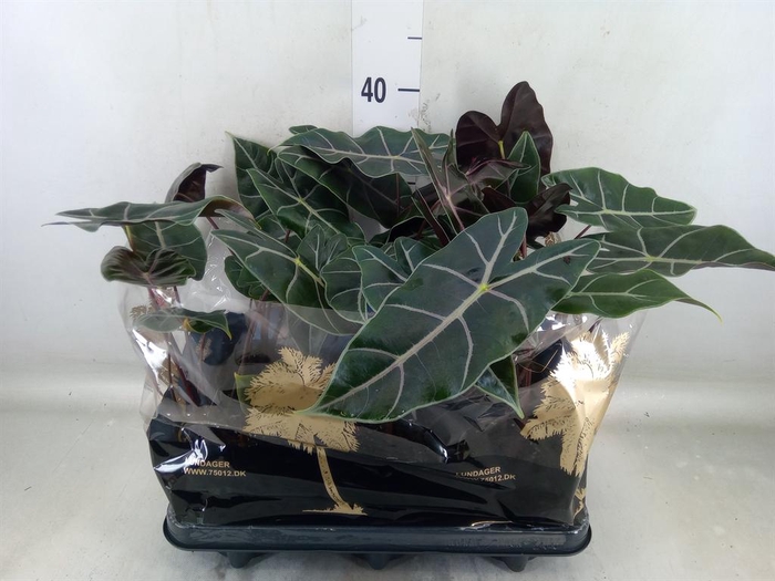 <h4>Alocasia   ...</h4>