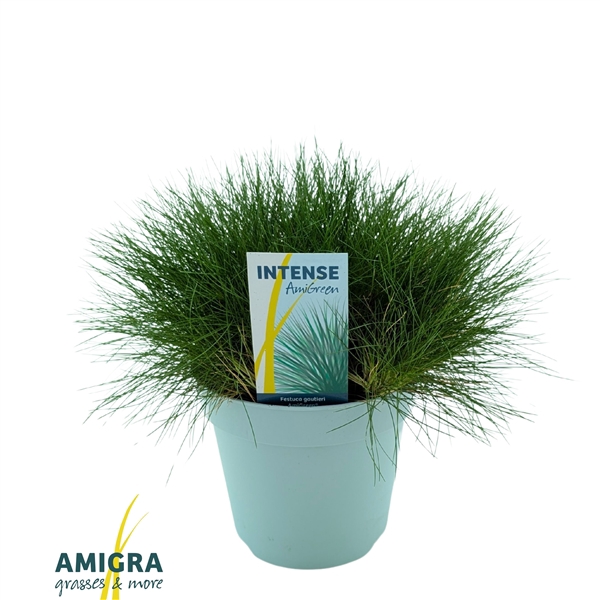 <h4>Festuca gautieri AmiGreen®</h4>